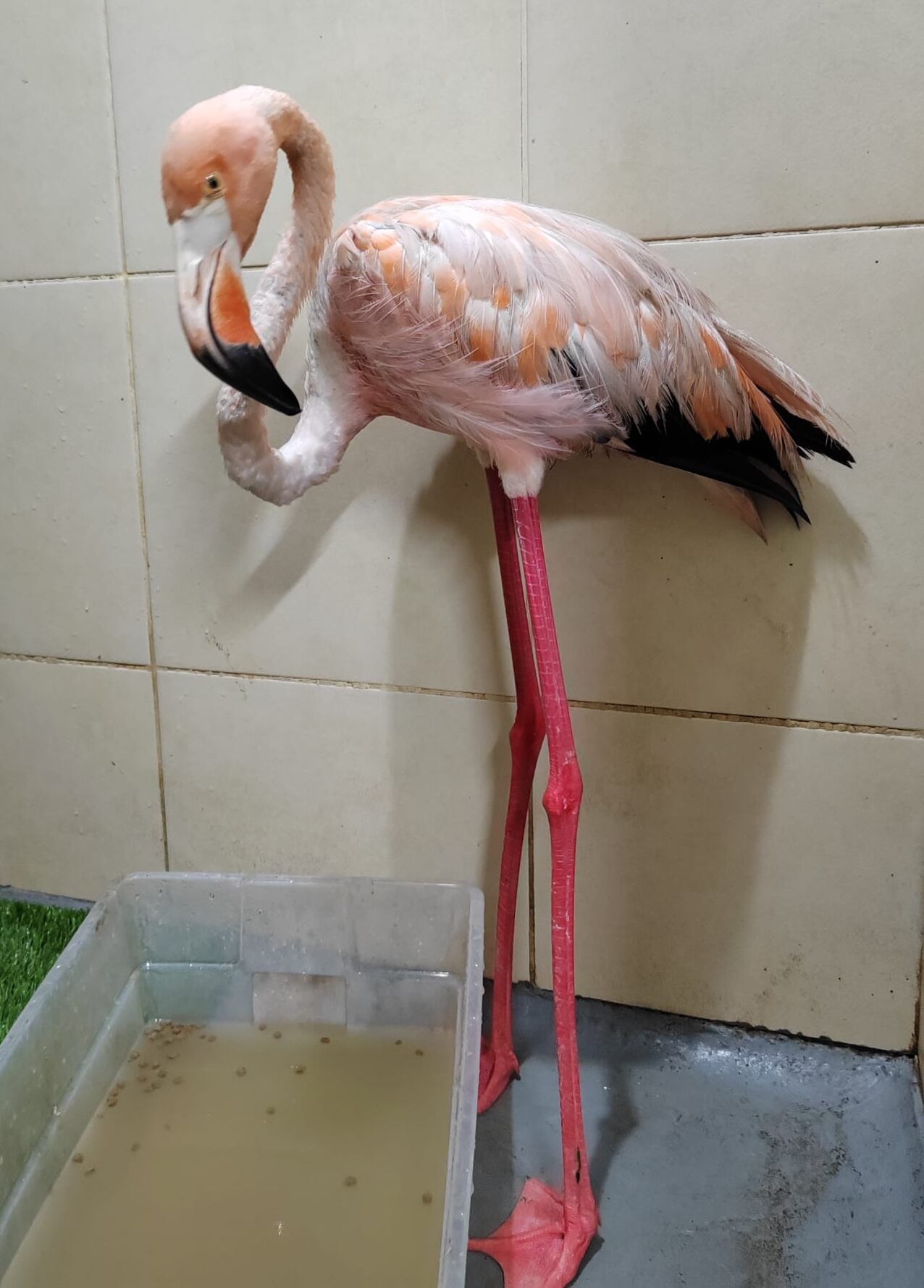 Imagen del flamenco que recibe atención en el Centro de Rescate Jaguar en Puerto Viejo, Limón. Fotografía: