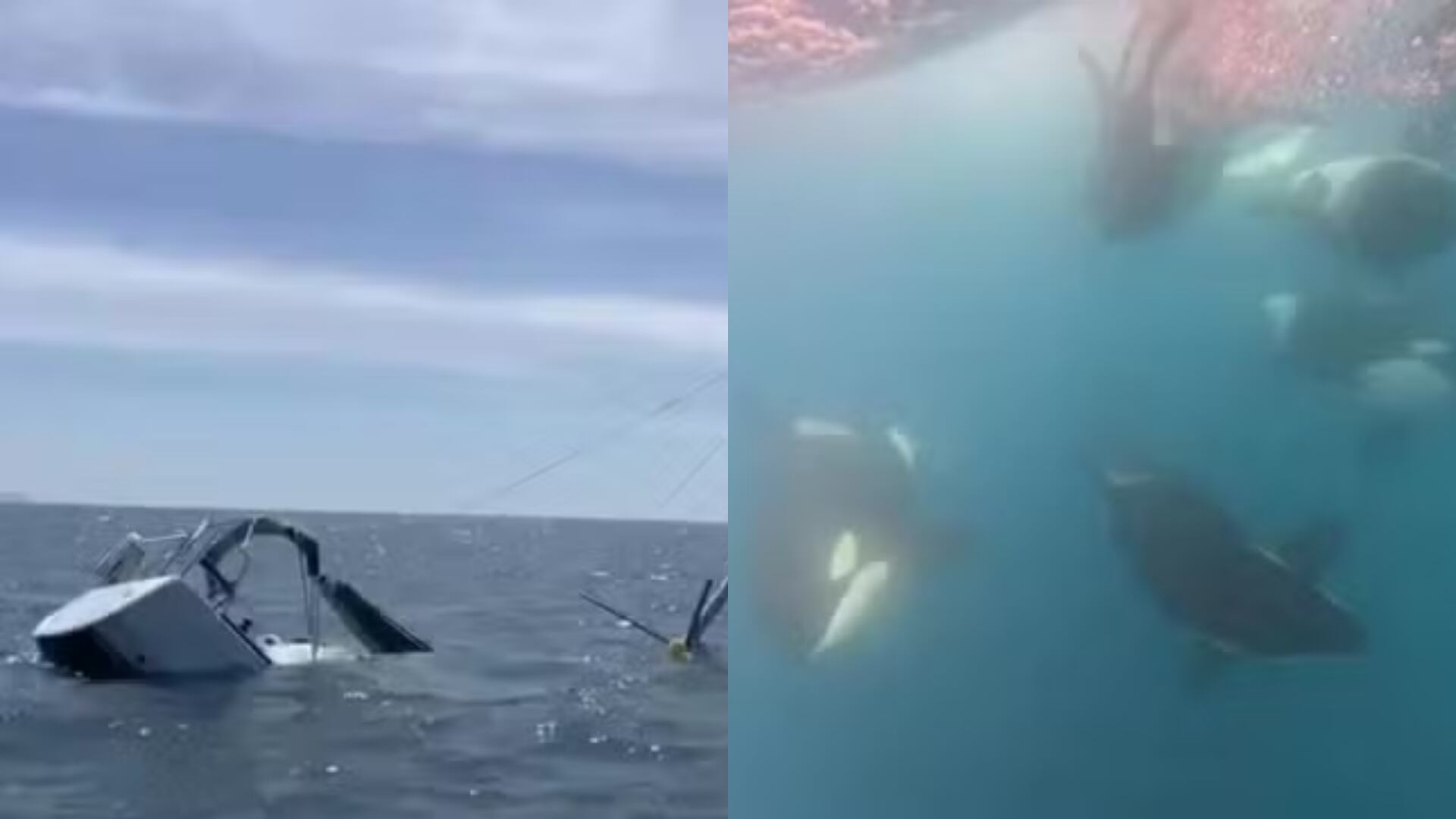 Científicos grabaron a orcas que atacan barcos en España y descubrieron un sistema de comunicación único que podría tratarse de un nuevo dialecto.