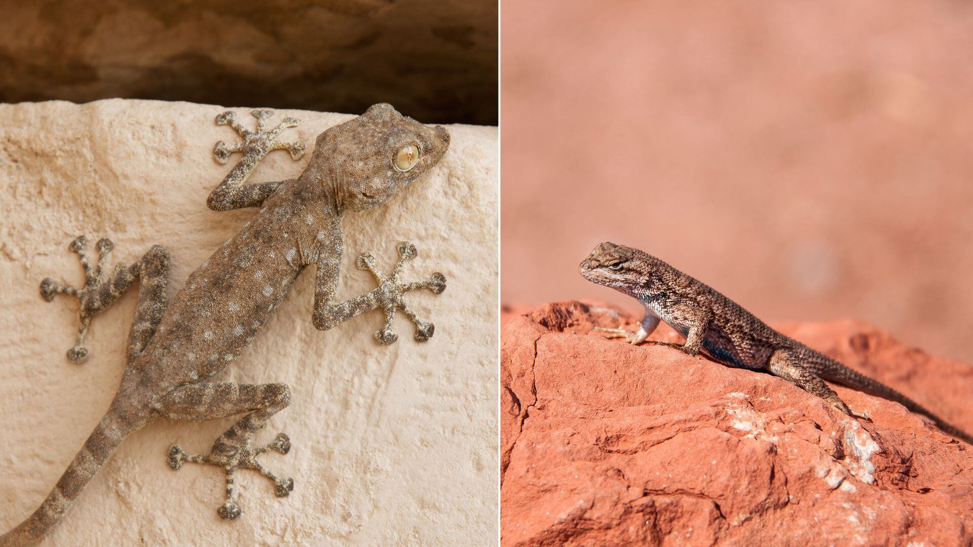 Científicos israelíes determinan que la guerra entre Israel y Hamás aumenta el estrés en los animales, afectando su salud.