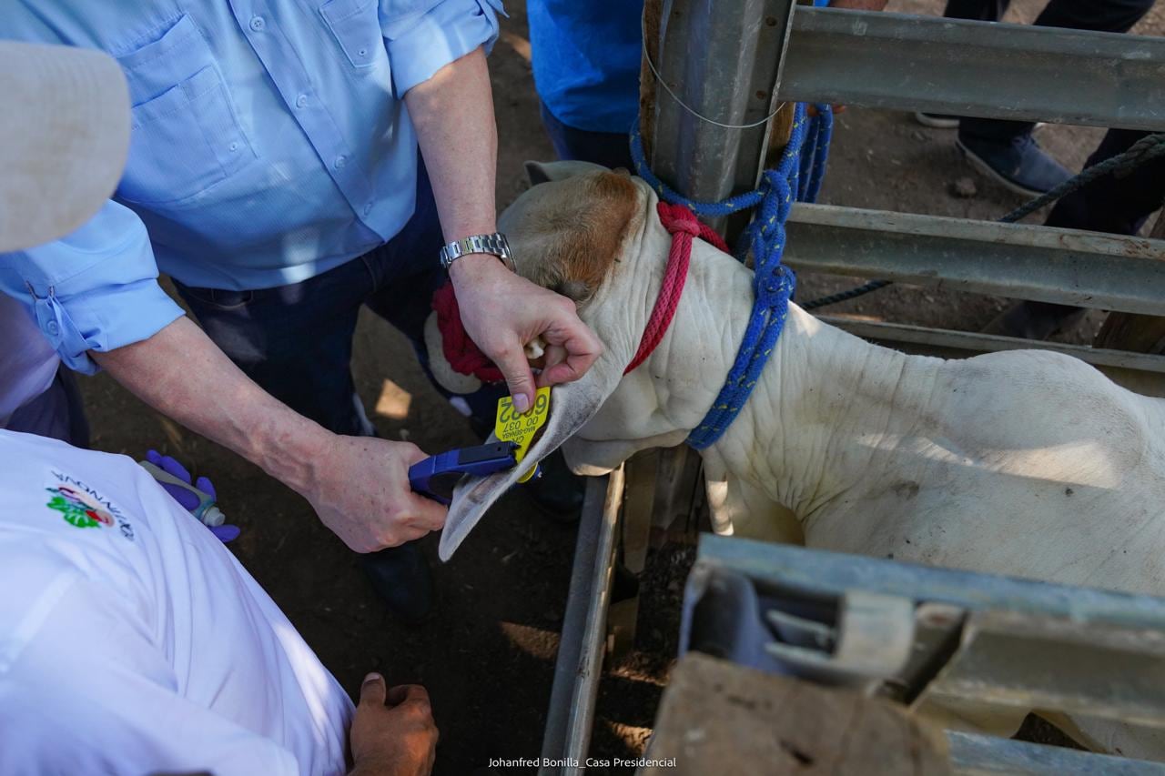 Areteo trazabilidad bovina