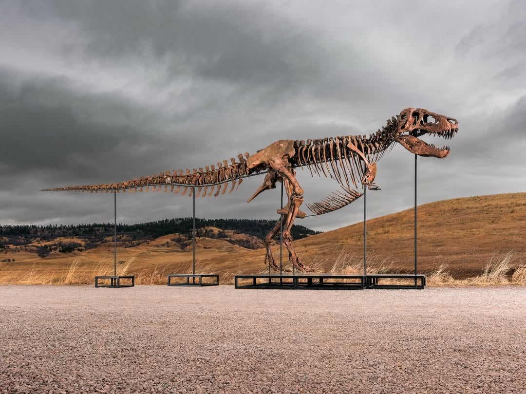 Sotheby’s pondrá a la venta un gigantesco T. rex hallado en Dakota del Sur. Su precio estimado ronda entre $20 millones y $30 millones.