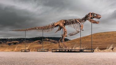 Tyrannosaurus rex de 67 millones de años saldrá a subasta: podría venderse por hasta $30 millones y romper récords