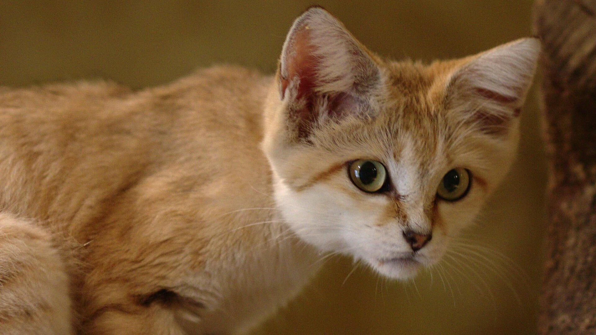 La grabación de un esquivo felino en Libia permitió desarrollar un estudio científico que amplió el conocimiento sobre su distribución en el desierto.