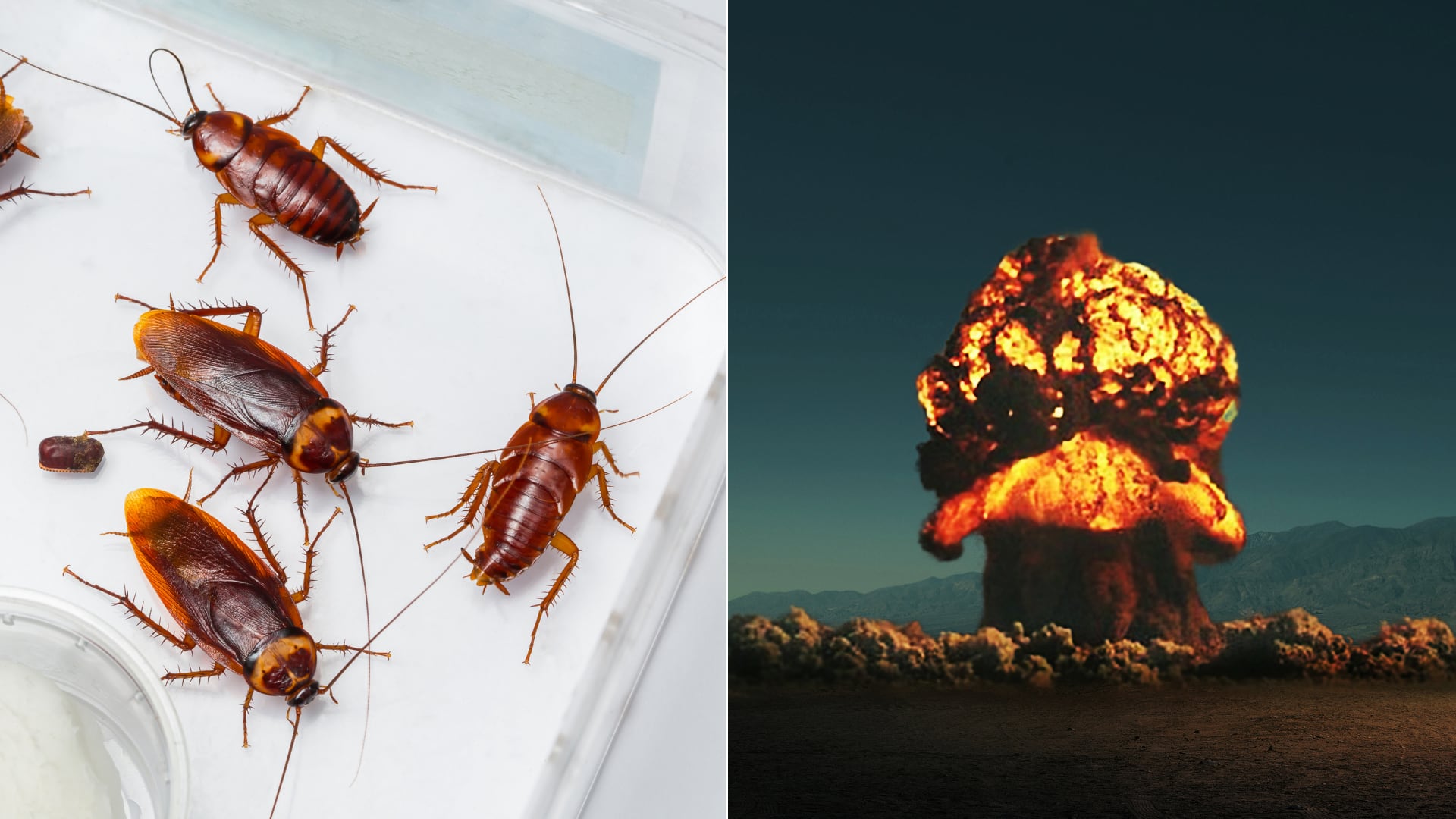 Las cucarachas soportan más radiación que los humanos, pero no son invencibles ante un apocalipsis nuclear.