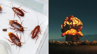 ¿Las cucarachas realmente sobrevivirían a un apocalipsis nuclear? Esto dice la ciencia