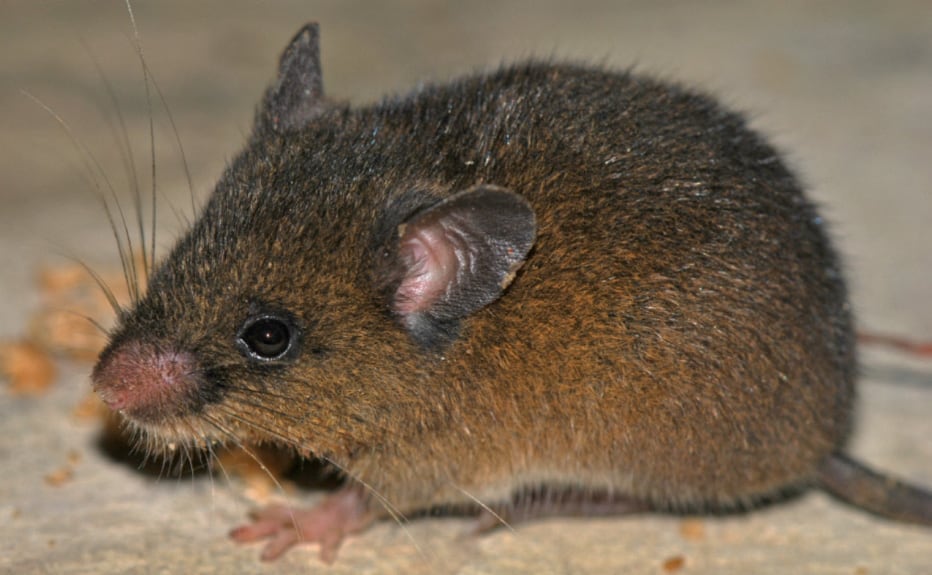 Investigación publicada en 'PeerJ' confirma nueva especie de roedor andino y resalta valor del santuario peruano.