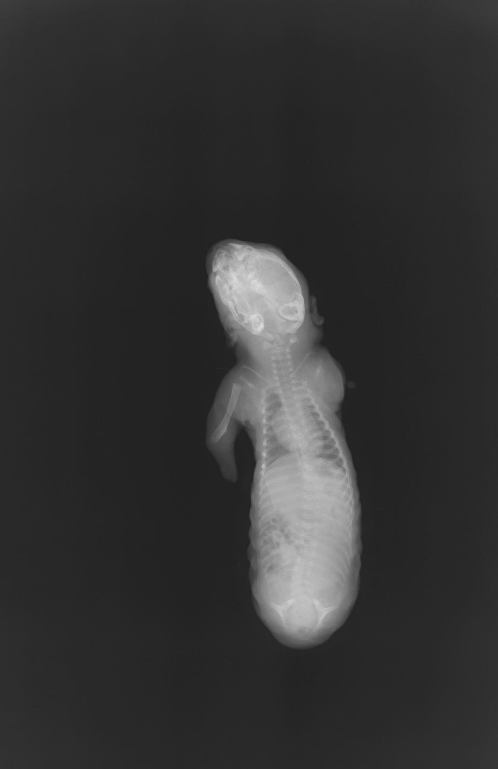 'Incompleto': Perezoso de dos dedos nació con una teratogenia por la contaminación con pesticidas.