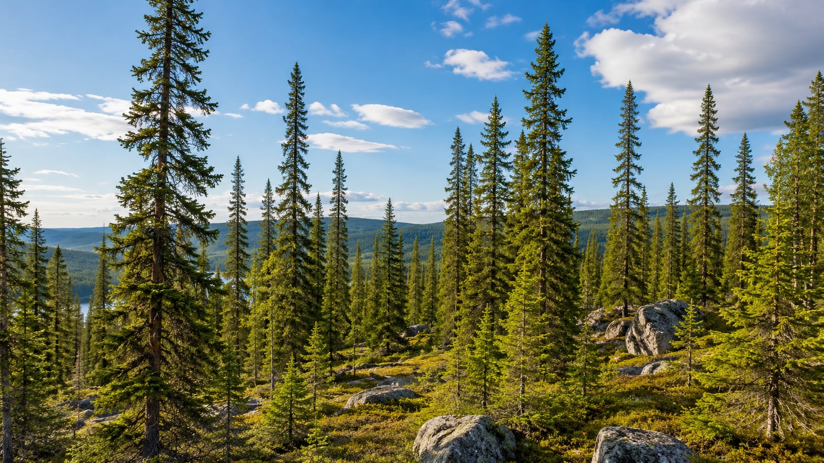 La investigación identificó partículas de oro en abetos de Finlandia y reveló un proceso biológico que podría ayudar a localizar nuevos yacimientos.