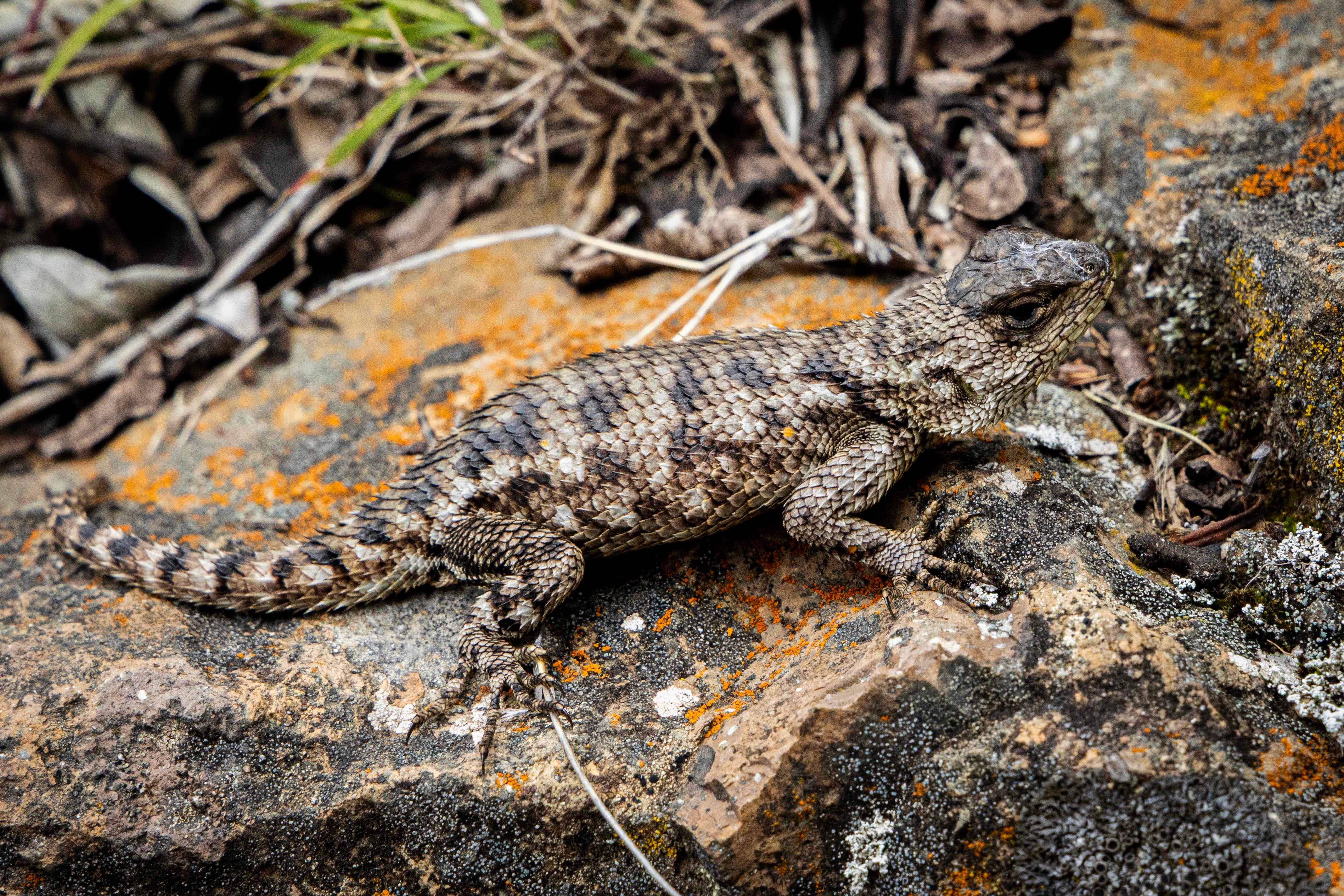 Parque Nacional Chirripo 50 años