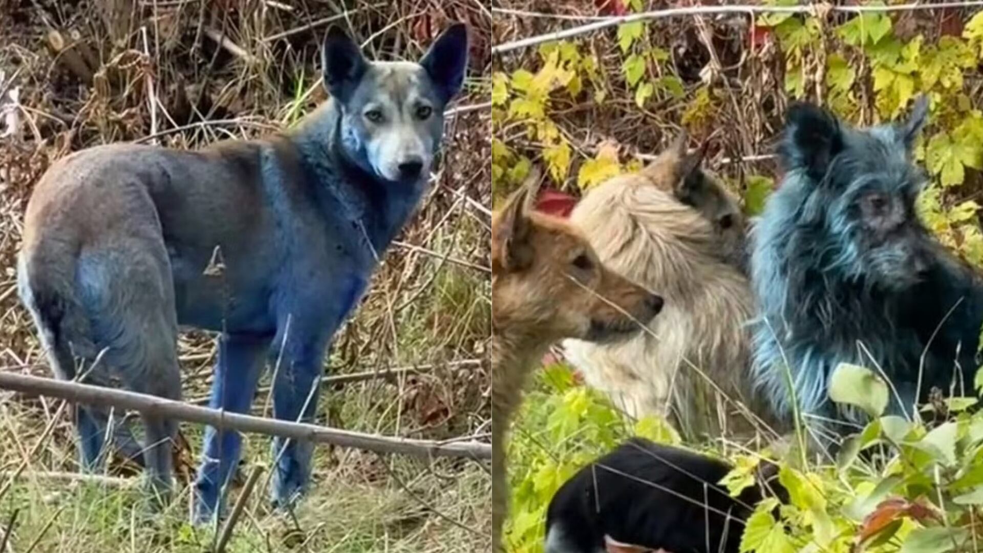 Un equipo veterinario detectó perros azules en Chernóbil. Sospechan que ingirieron alguna sustancia química, pero no han sido capturados.