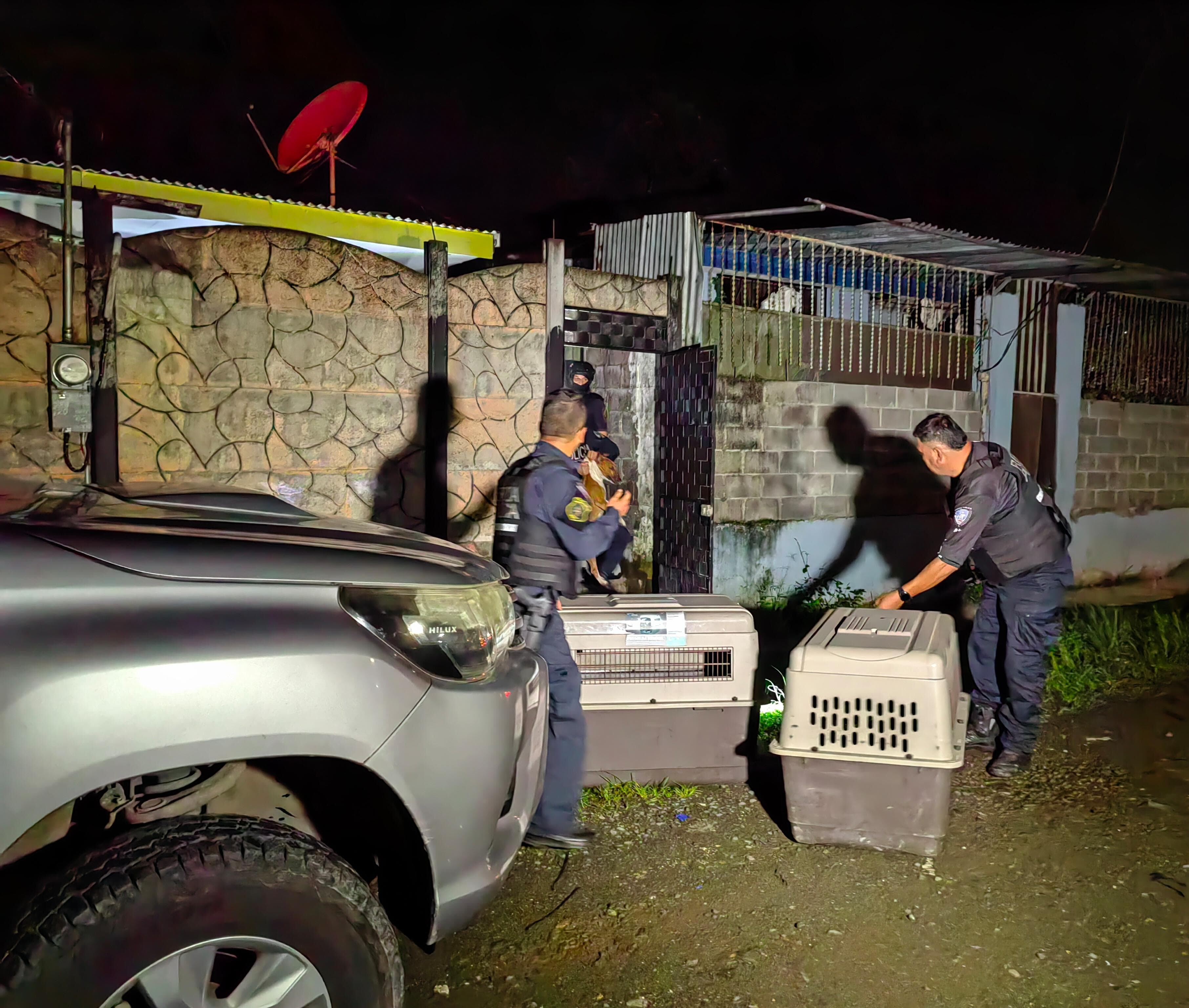 Aparte de los tres rottweiller, Picado Agüero tenía otros perros finos en su vivienda. Oficiales de la PCD los pusieron en jaulas al frente de la casa. Fotografía: