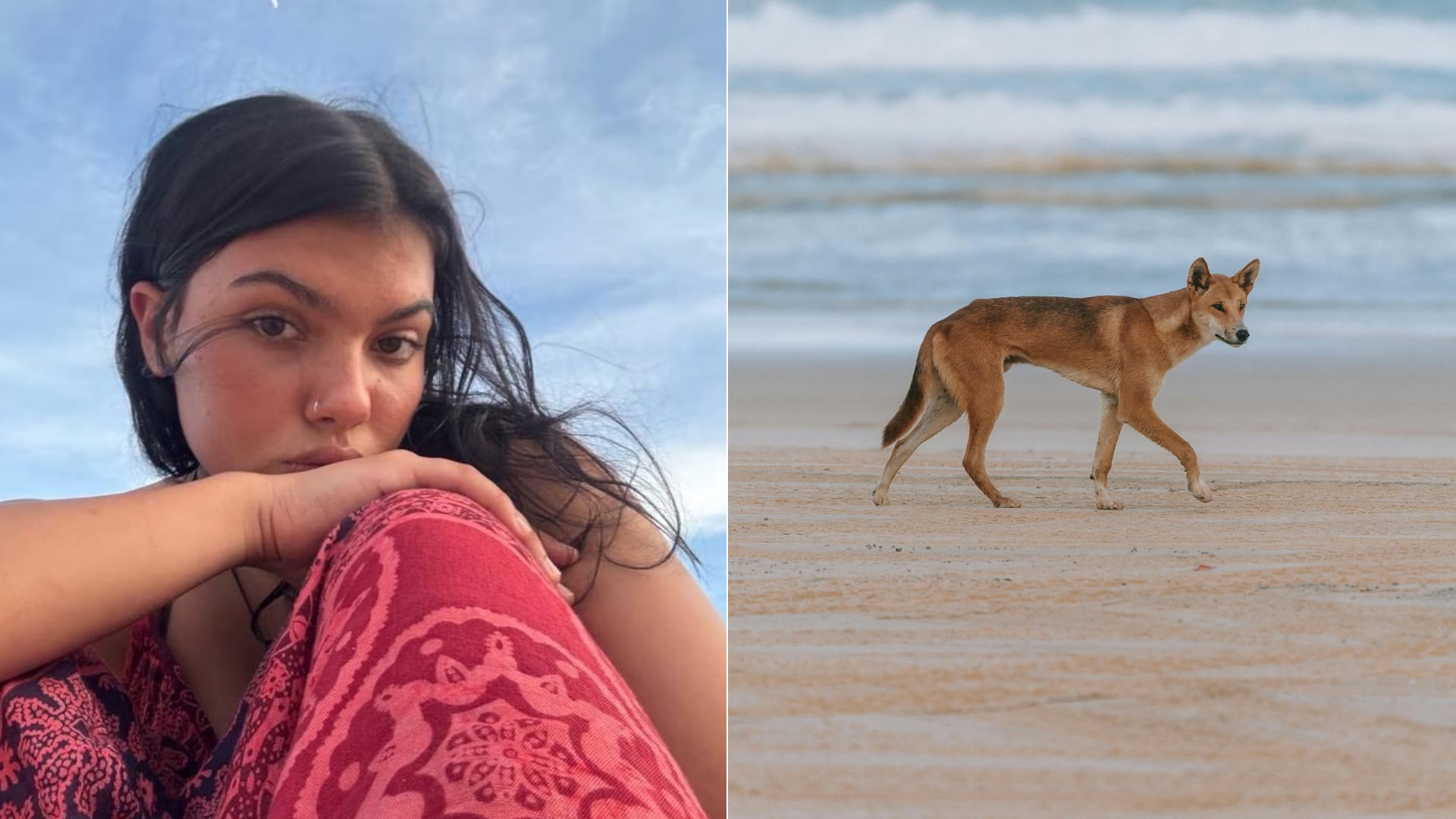Autoridades de Australia investigan la muerte de una turista canadiense hallada en una playa rodeada de dingos en la isla K'gari.