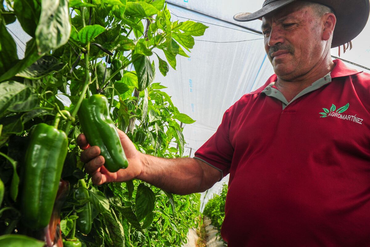 Walmart tierra fértil chiles dulces