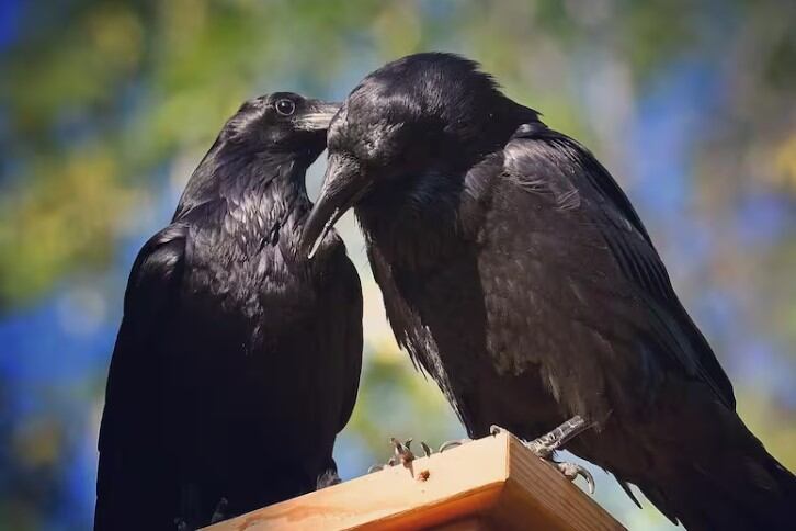 La instalación de una fuente en el jardín de Lou Anne Brickhouse en Los Ángeles atrajo a numerosos animales, incluyendo cuervos amantes del queso asado.