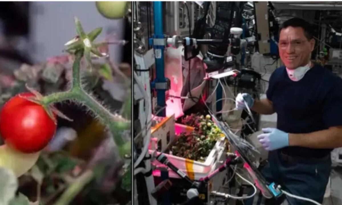 Gracias al tiempo que pasó buscando el tomate, Rubio se convirtió en el astronauta estadounidense que más ha permanecido en el exterior. Foto: El Tiempo.