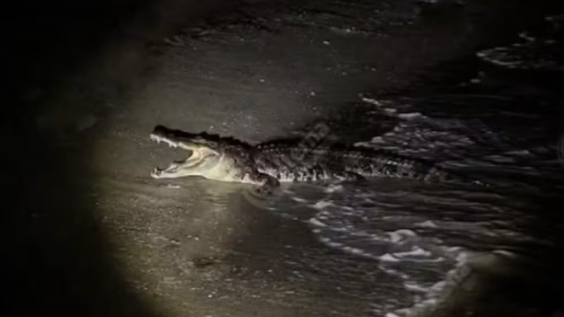 Un cocodrilo atacó a un turista en Puerto Vallarta y lo arrastró al mar. Sus restos aparecieron al día siguiente en una playa del estado de Jalisco.