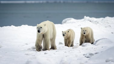 Osa polar adopta a una cría huérfana durante migración anual en Canadá y sorprende a científicos