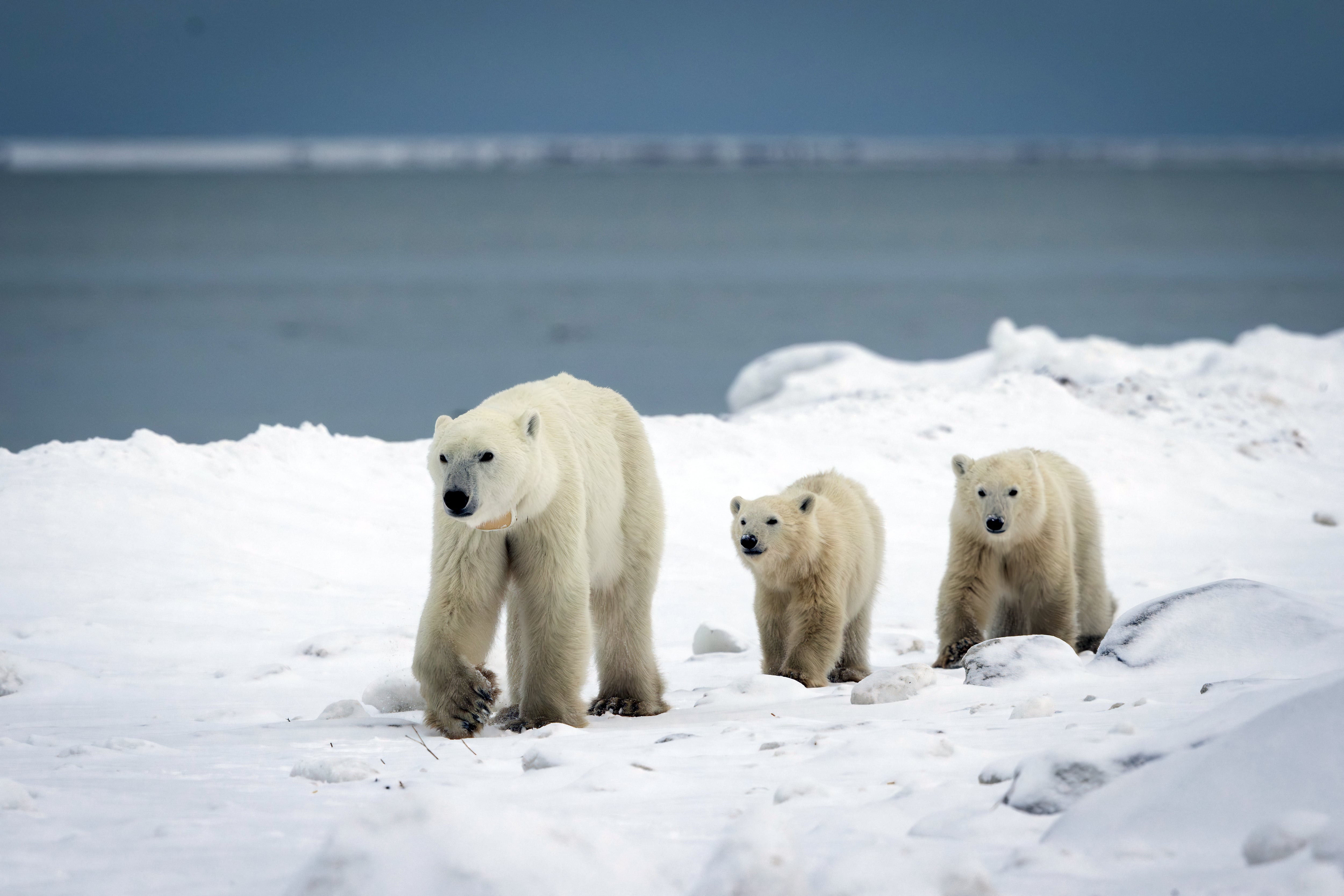 Esta fotografía, publicada por Polar Bears International el 17 de diciembre de 2025, muestra a una osa polar salvaje y sus dos cachorros, uno de los cuales adoptó, en la bahía de Hudson, en Churchill, Manitoba (Canadá), el 11 de noviembre de 2025.