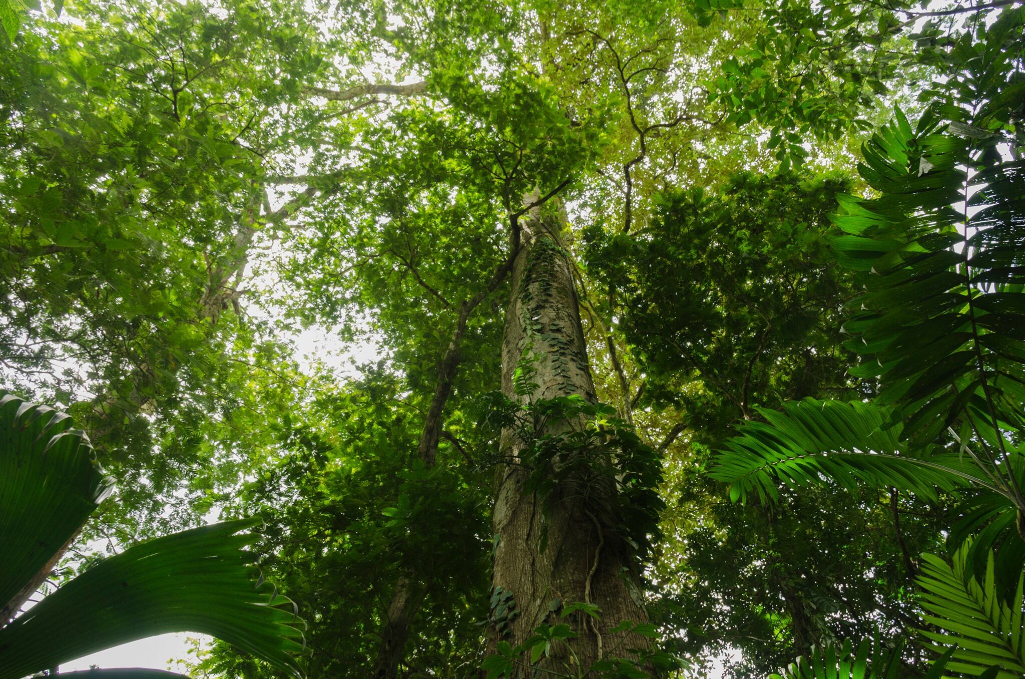 El programa de Pago por Servicios Ambientales (PSA) ofrece un reconocimiento financiero a sus participantes propietarios de bosques y plantaciones forestales para la protección del ambiente. Sin embargo, no pide datos sensibles ni por correo, ni por teléfono. Fotografía: Fonafifo.