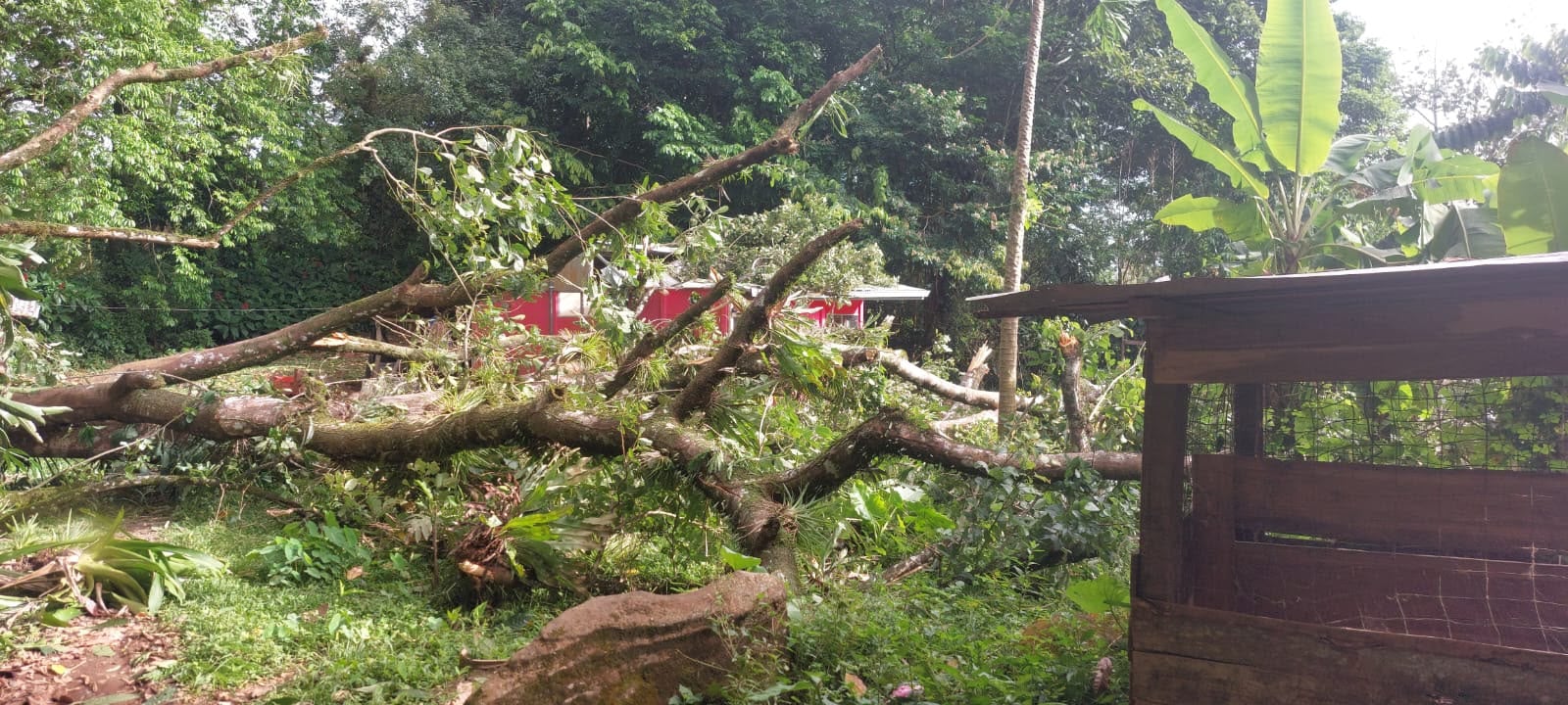 En Upala, un árbol cayó sobre una vivienda habitada, ocasionando daños estructurales y afectación al tendido eléctrico.