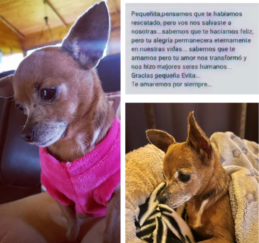 Evita, perrita de la actriz Marcia Saborío