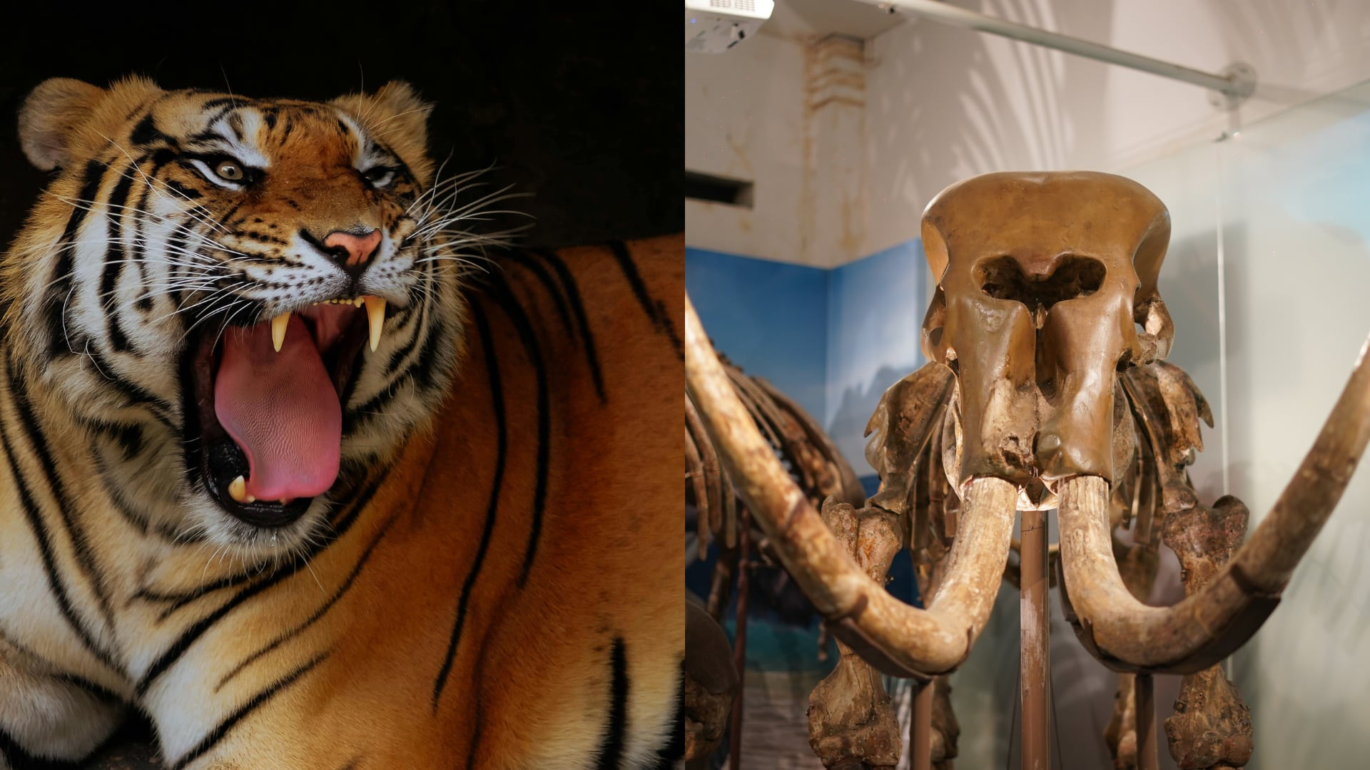 Científicos analizan 389 sitios en tres continentes y confirman que América perdió tres cuartas partes de sus mamíferos grandes, lo que diluyó su cadena trófica.