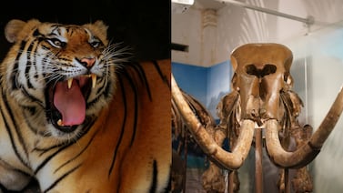 Extinción de mamíferos gigantes transformó las cadenas alimentarias en América