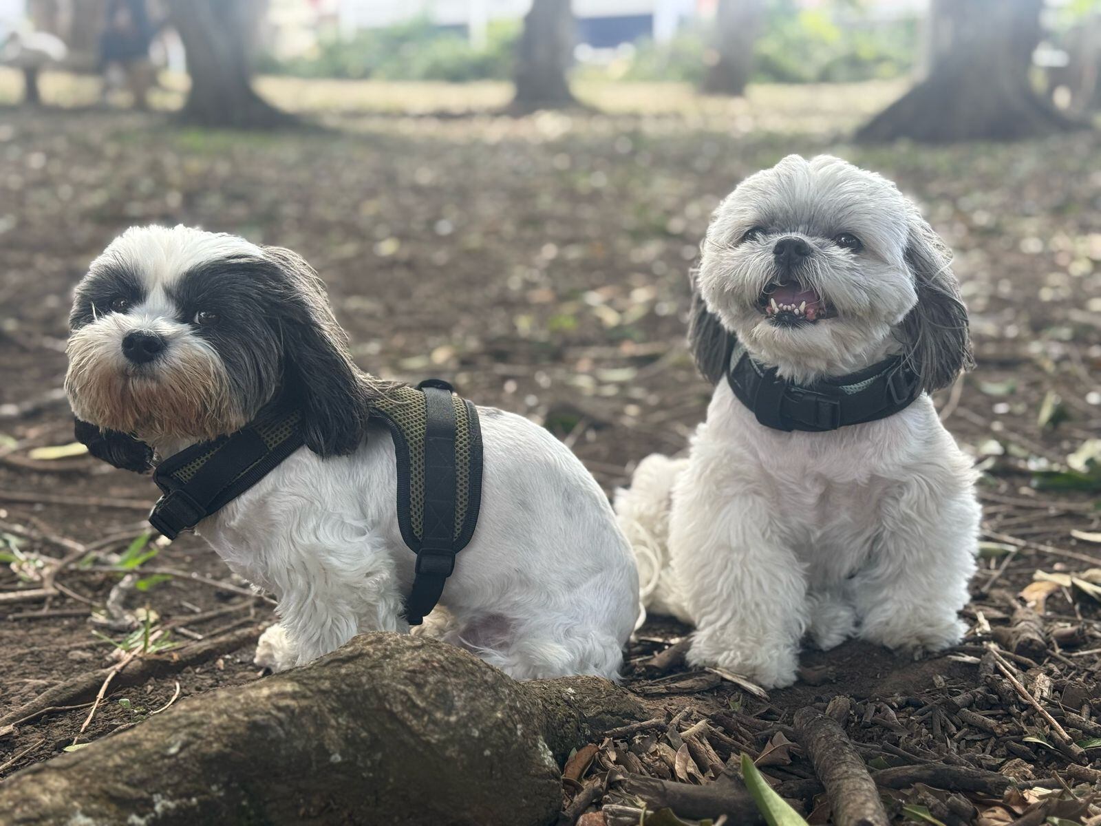 Lisboa y Moscow, los perritos de la cantante costarricense María José Castillo.