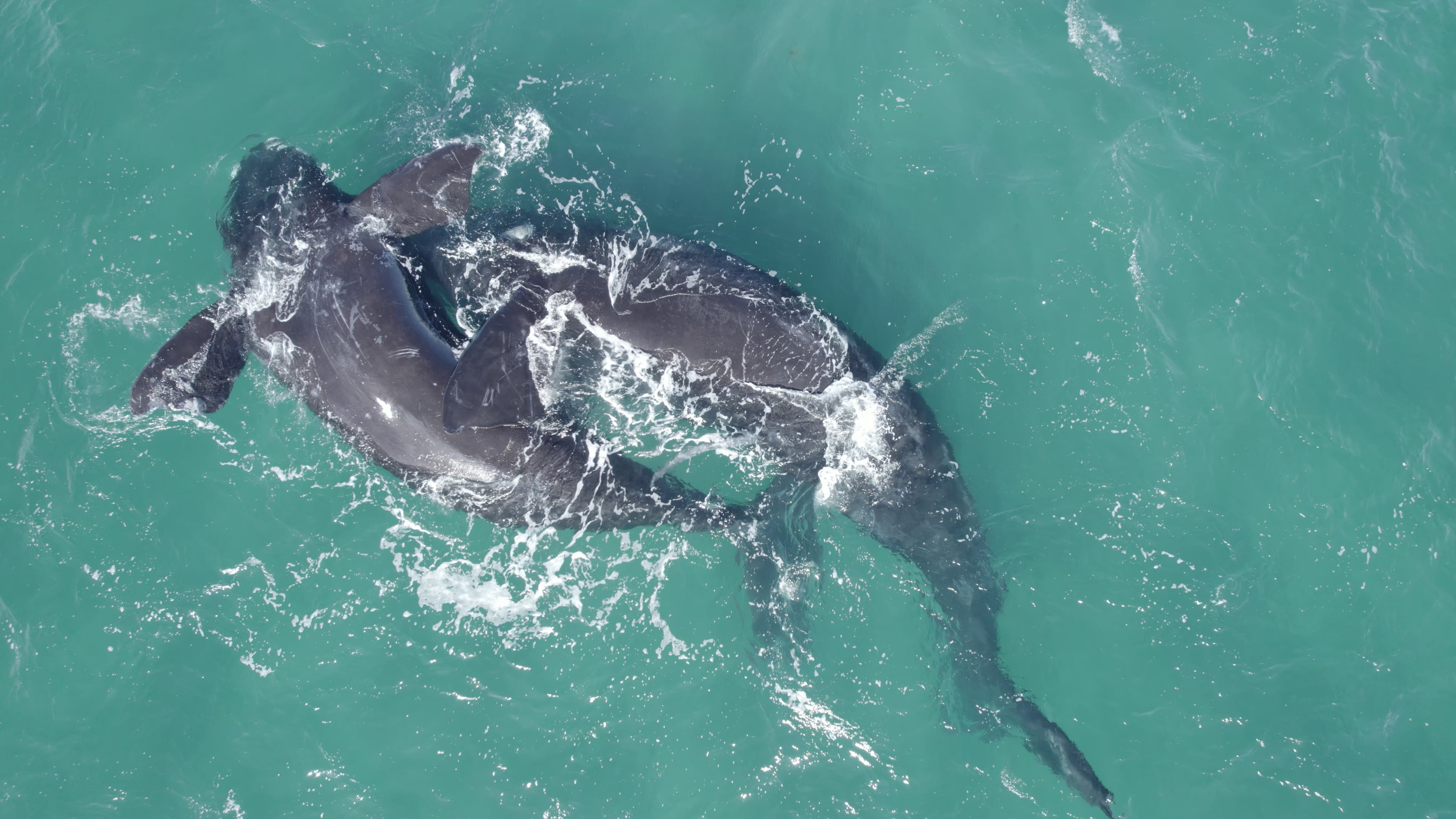 Las ballenas del Golfo San Matías en la Patagonia.