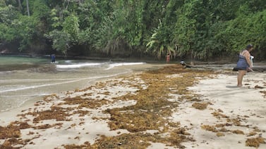 Alerta por llegada masiva de sargazo a Tortuguero