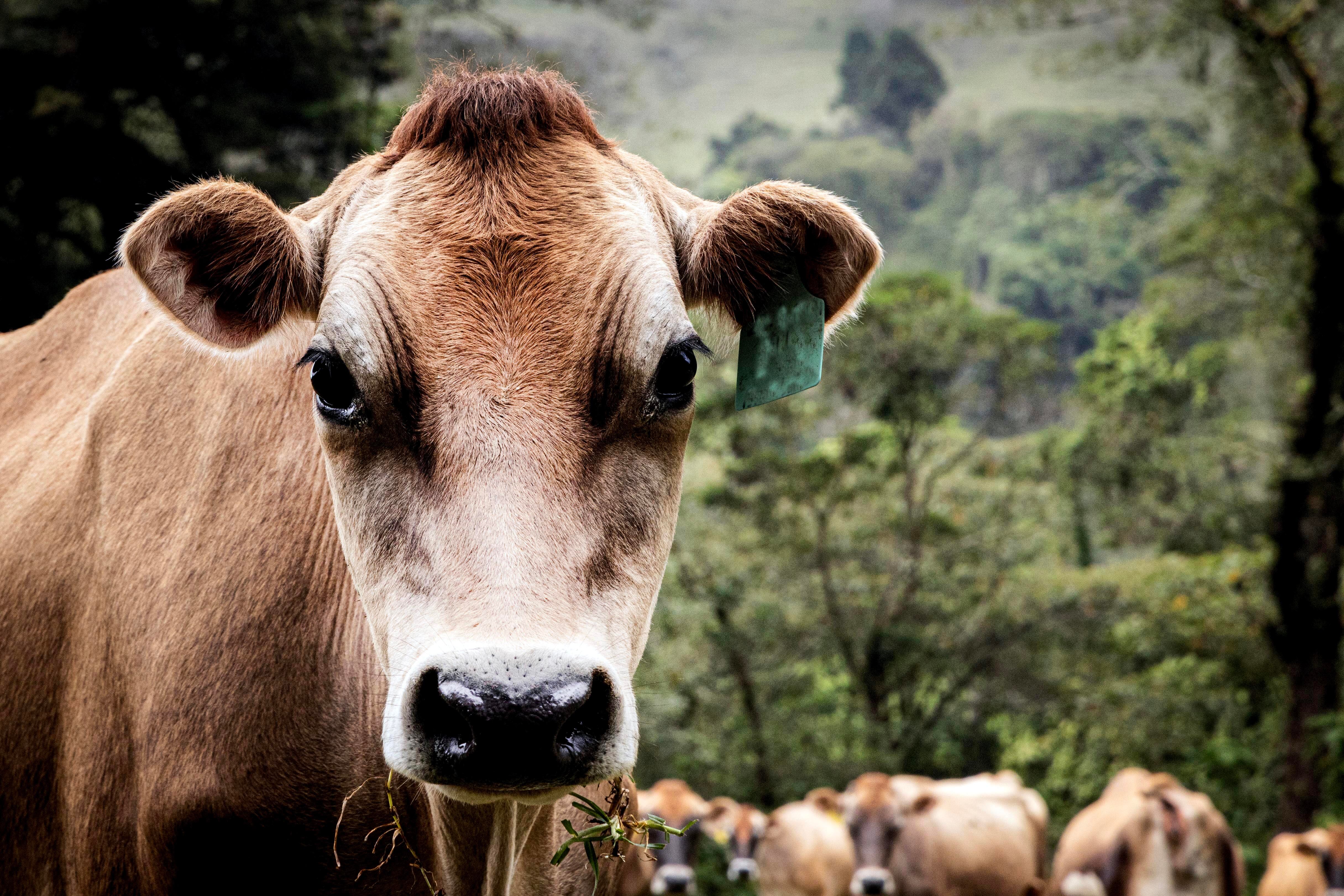 Primer plano de una vaca marrón en un pastizal con fondo montañoso, ilustrando la producción de carne de res.