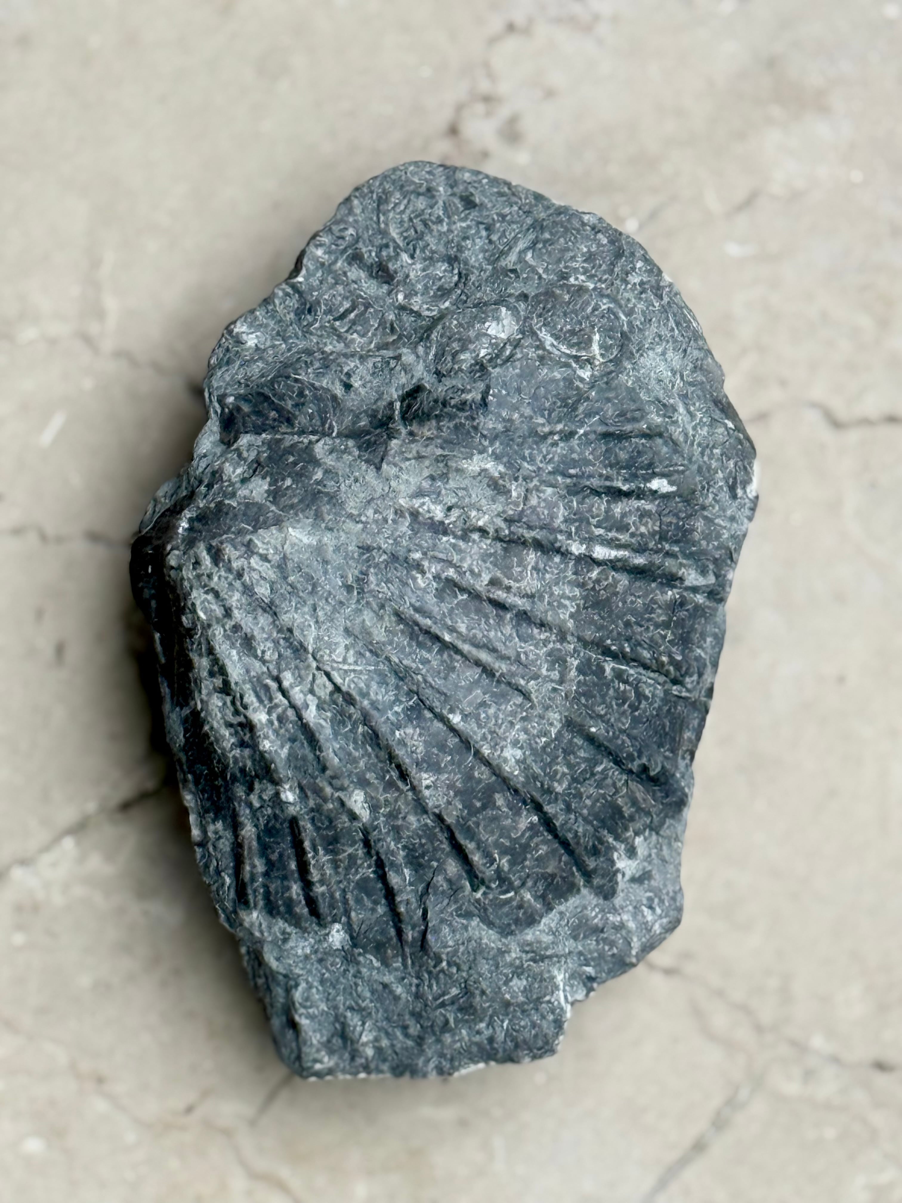 Fragmento de roca caliza de Patarrá