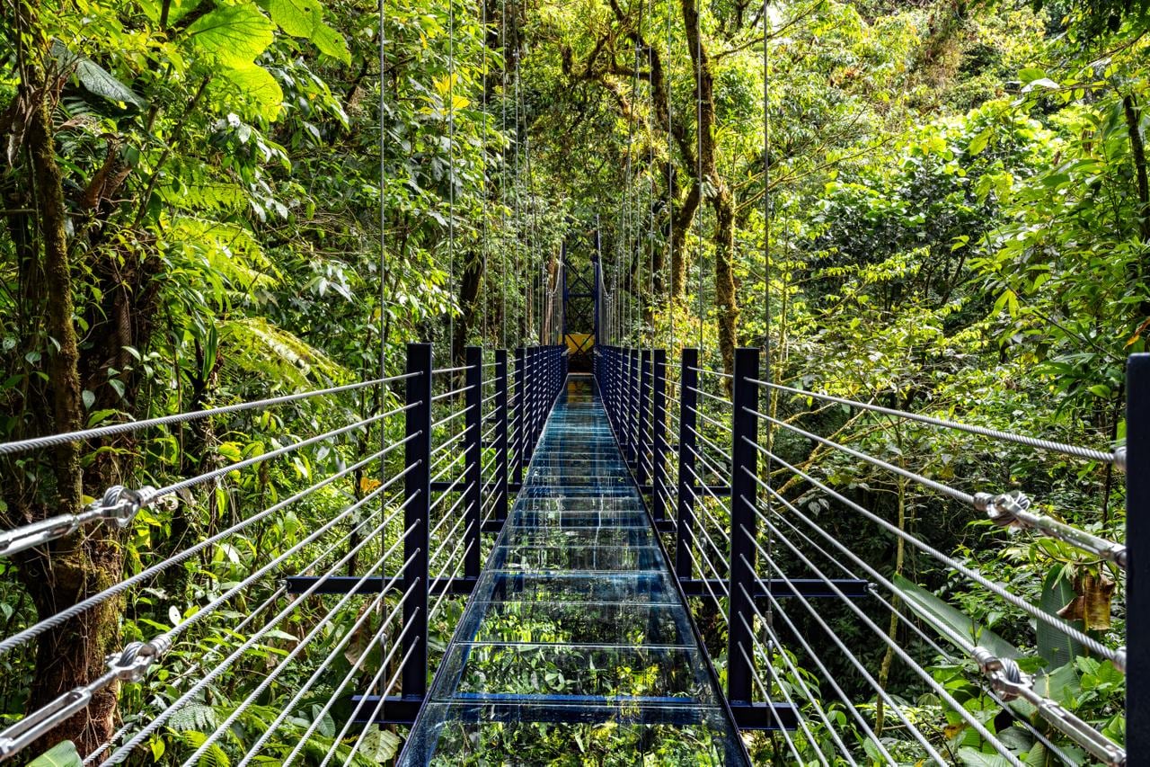 Treetopia Park da un nuevo paso evolutivo con una propuesta sin precedentes en el país.