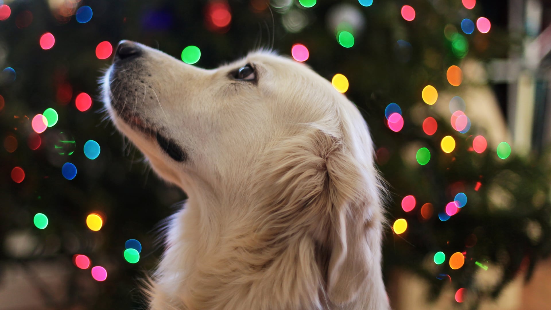 Elegir un lugar adecuado, reducir el ruido y consultar al veterinario con tiempo son claves para proteger a las mascotas durante las celebraciones de fin de año.