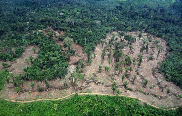 Vista aérea de una zona de selva tropical con áreas deforestadas que muestran claros en el paisaje, representando el impacto ambiental de la deforestación.