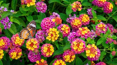 ¿Cuántas mujeres lantana conoce usted? O, quizá, sea una de ellas