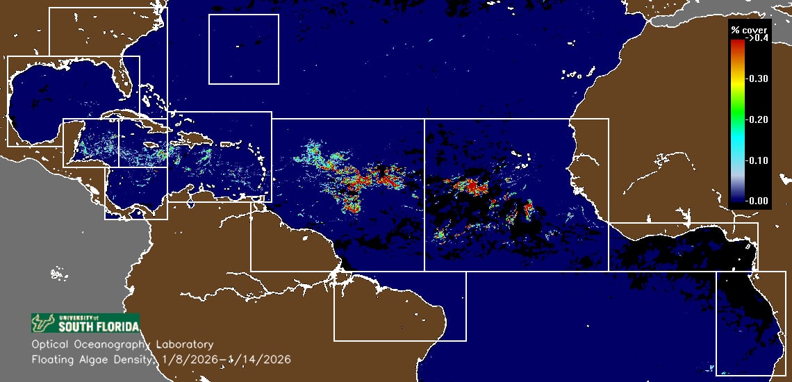 Estas son las imágenes satelitales reales utilizadas por el Optical Oceanography Laboratory de la Universidad de Sur de Florida para monitorear el sargazo en el Atlántico y el Caribe. Los mapas se construyen a partir de datos de la NASA y el USGS y muestran concentraciones fragmentadas, no una franja continua.