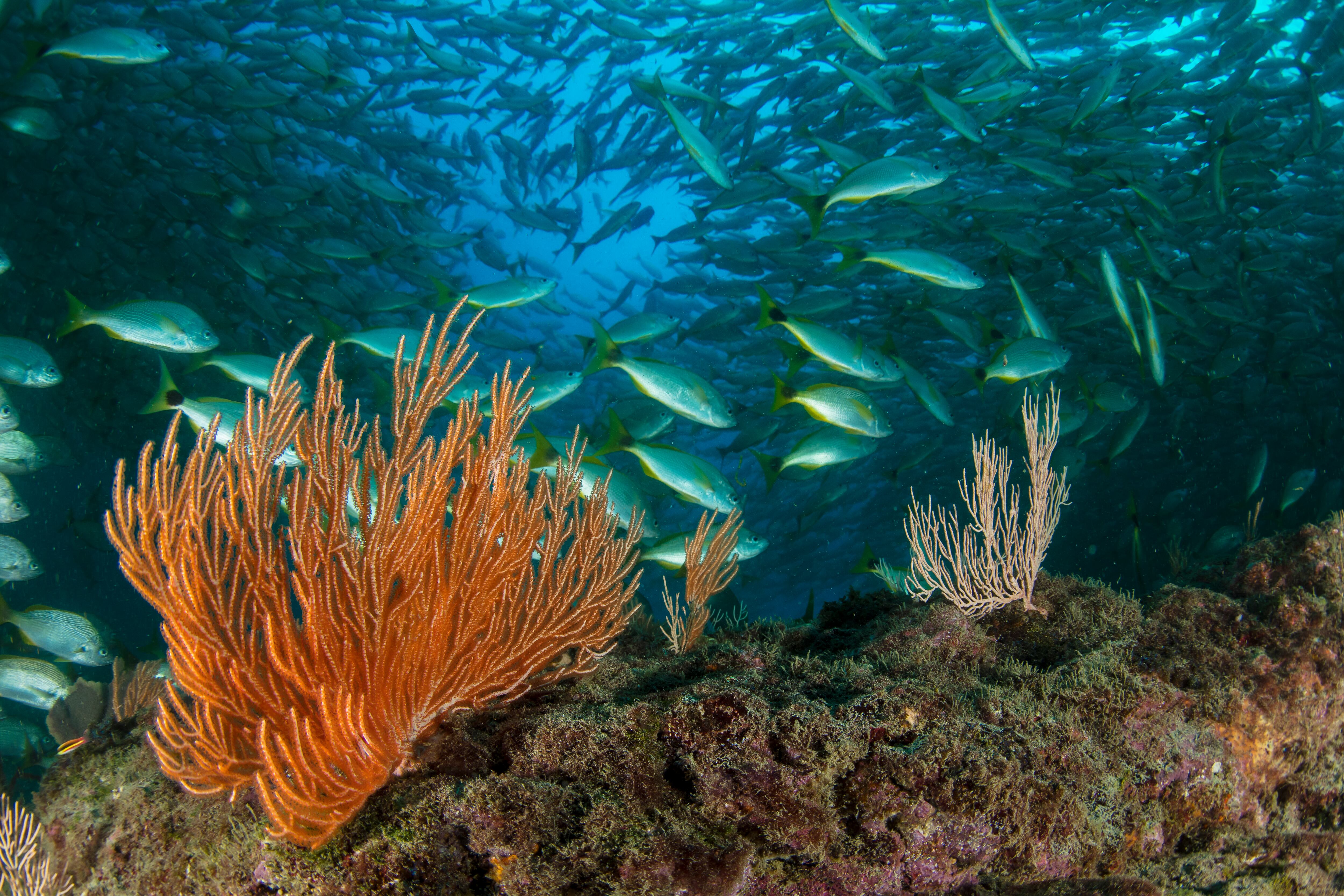 “Photograph by Enric Sala, National Geographic”. National Geographic Pristine Seas
www.NatGeo.org/PristineSeas.