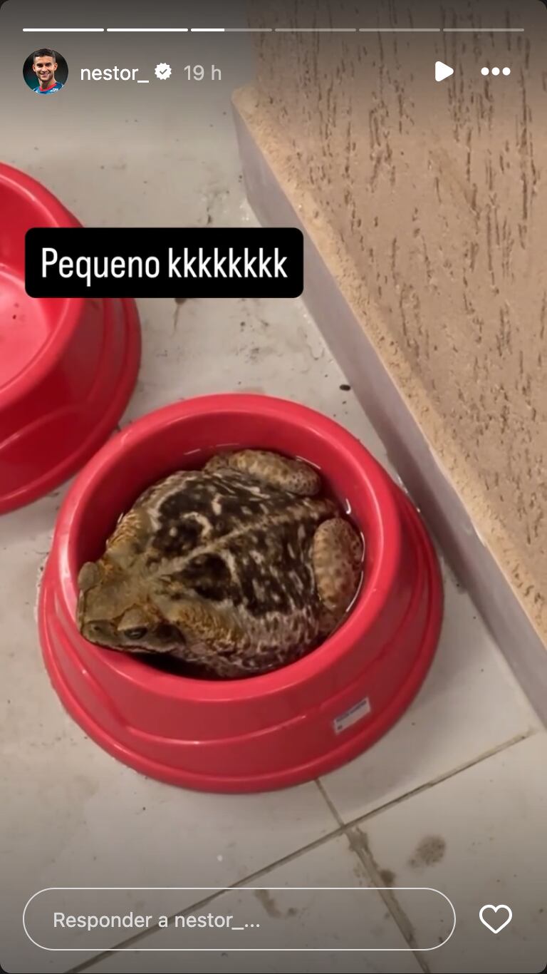 El extraño hábito de este sapo desconcertó al jugador brasileño