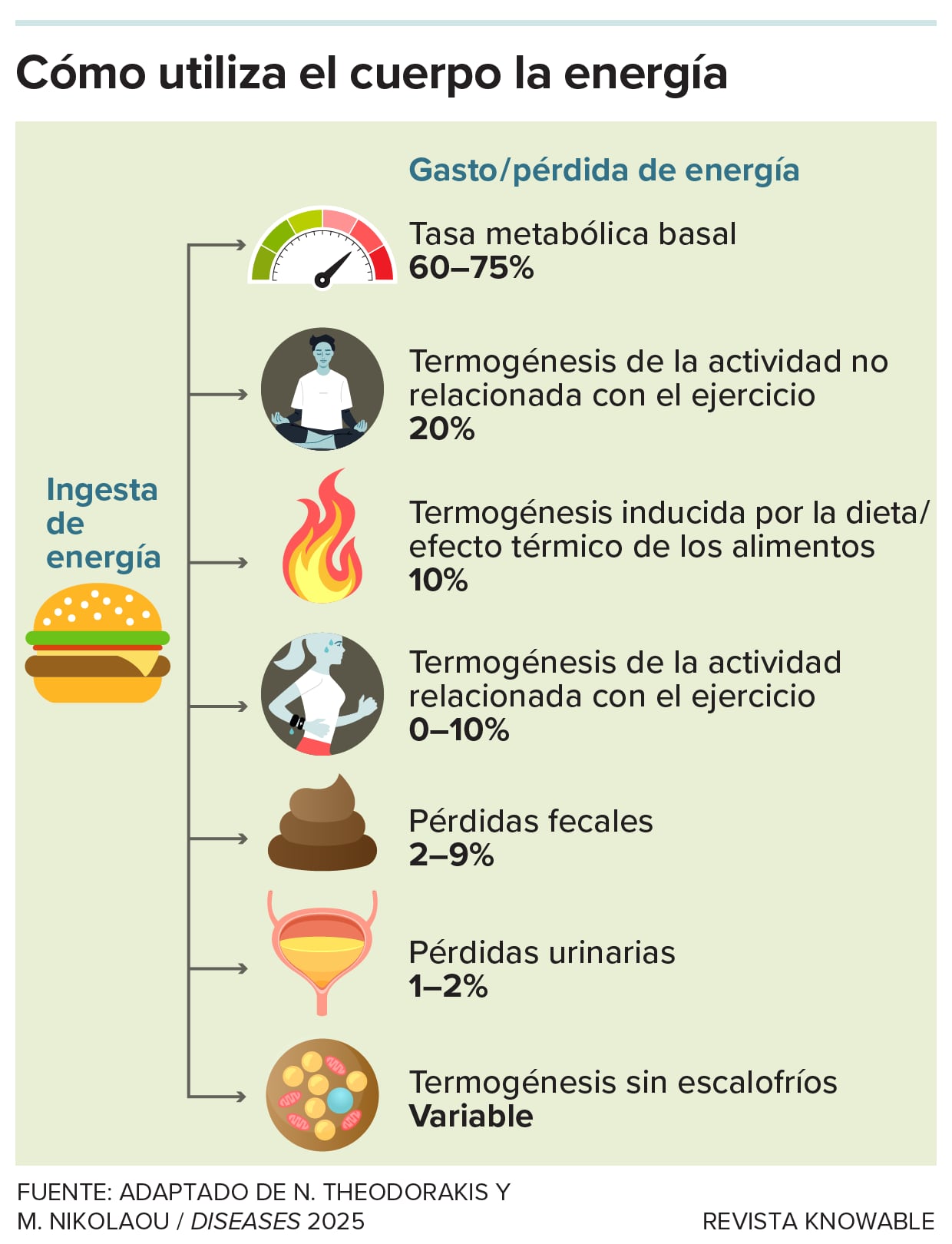 Gráfico que cuenta cómo el cuerpo consume la energía