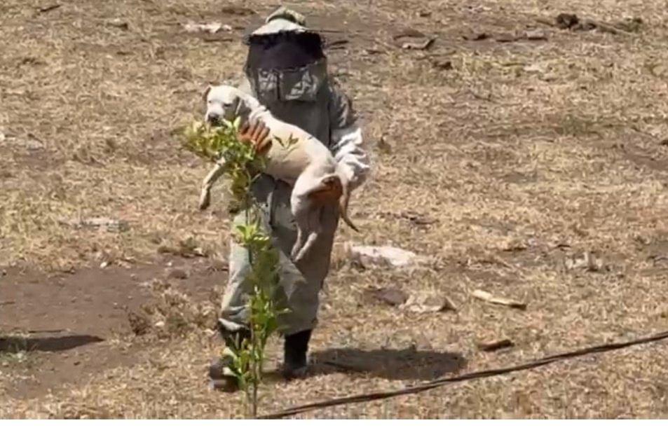 Este can fue rescatado por bomberos tras sufrir un ataque de abejas en Nicoya, Guanacaste.