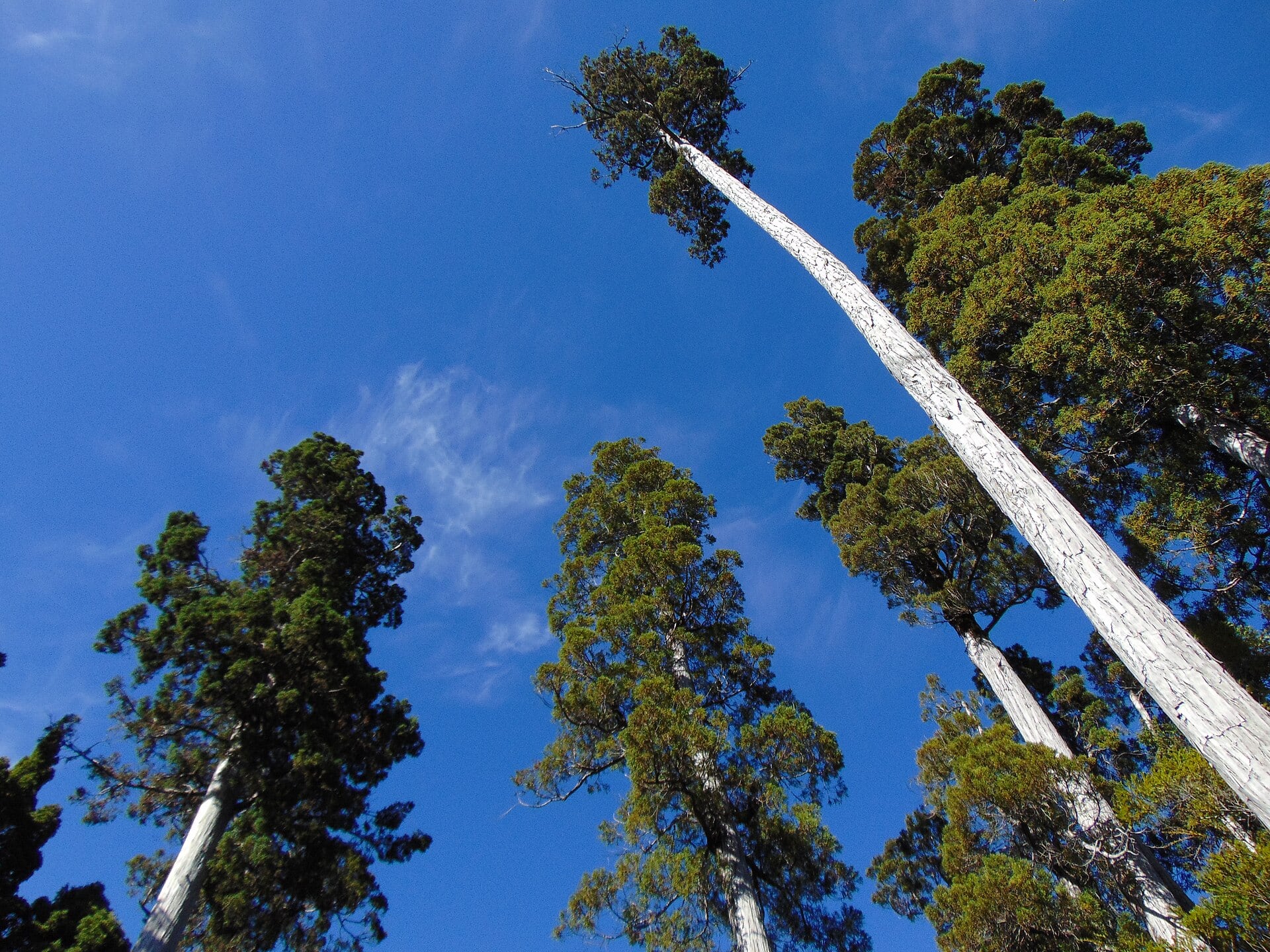 Estudio identifica 361 especies de hongos bajo un alerce milenario. El hallazgo explica su longevidad y alerta sobre riesgos ambientales.