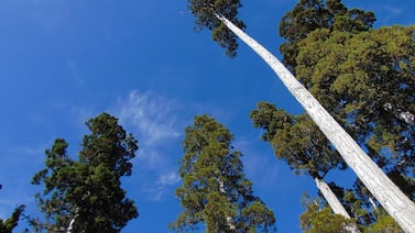Científicos realizan el hallazgo más increíble debajo de los árboles más antiguos del mundo