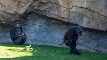Emotivo duelo de Natalia: La chimpancé que cargó a su cría fallecida durante siete meses