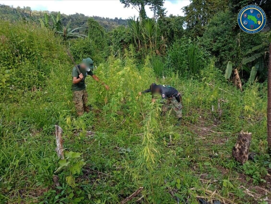 atrullas especializadas en montaña escalan todos los años las montañas de la zona sur y Talamanca para erradicar miles de matas que generan una cantidad gigante de cigarrillos de esa droga. Foto: Cortesía MSP.