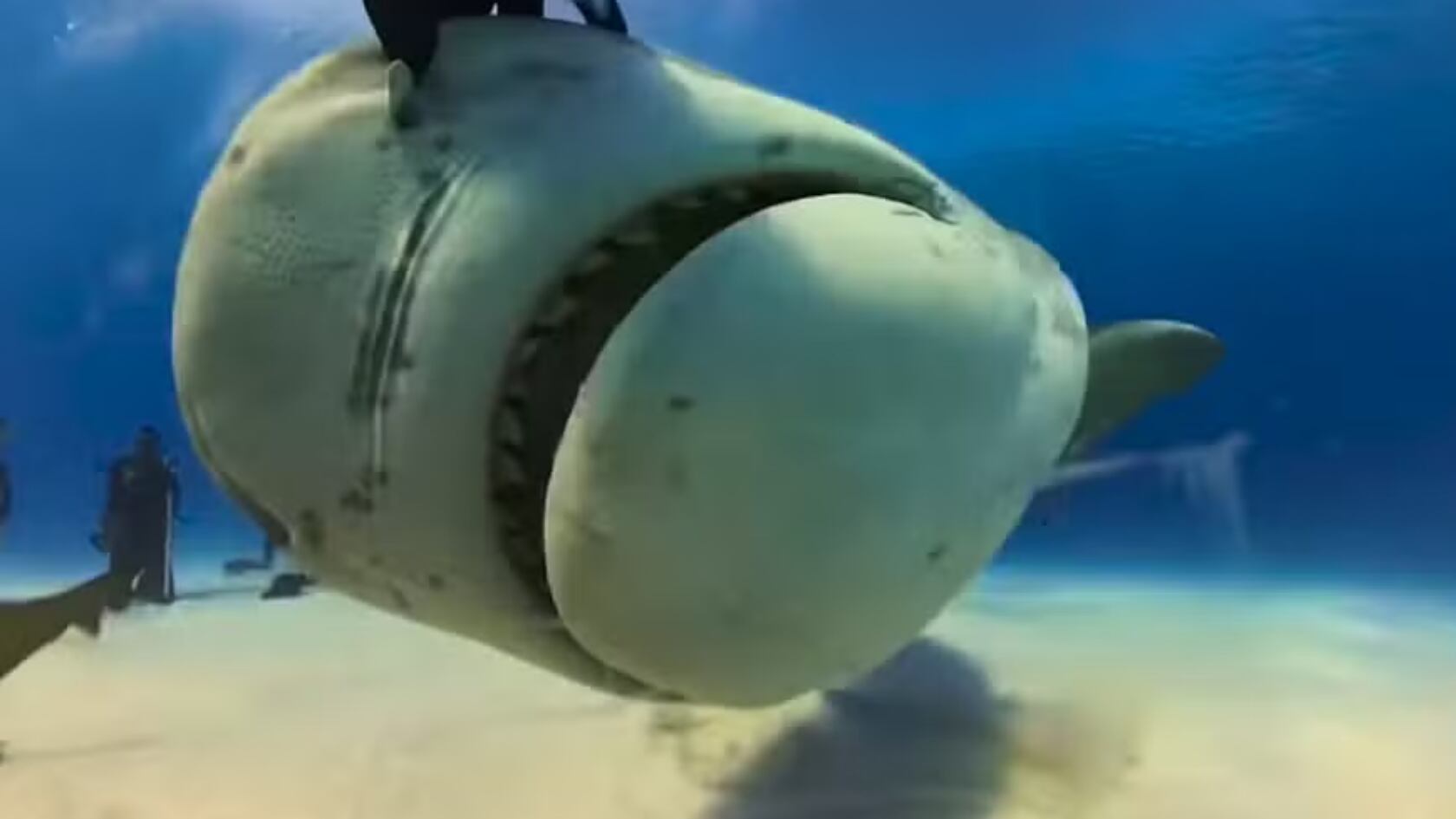 Una cámara tragada por un tiburón grabó imágenes únicas desde su interior durante una inmersión en Bahamas.