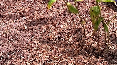 ¿Es jefa de hogar y le interesa emprender? Este proyecto le enseñará a generar nuevos ingresos