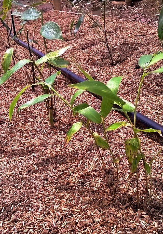 Este es un ejemplo de las plantitas que aprenderá a cultivar y cuidar. (Cortesía de Bambuksa)