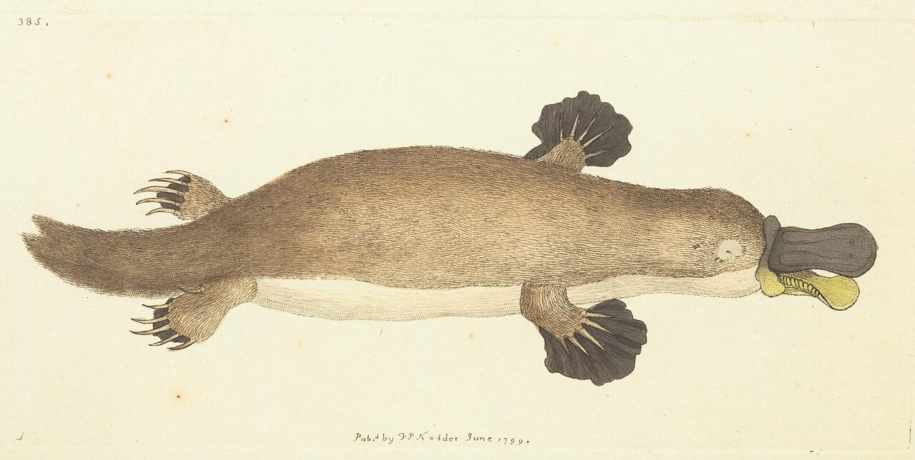 Esta ilustración de Frederick Polydore Nodder es la primera ilustración publicada de un ornitorrinco. Acompañó la descripción del animal realizada por George Shaw en 1799 en Naturalist’s Miscellany, or Coloured Figures of Natural Objects. Londres: Nodder & Co.