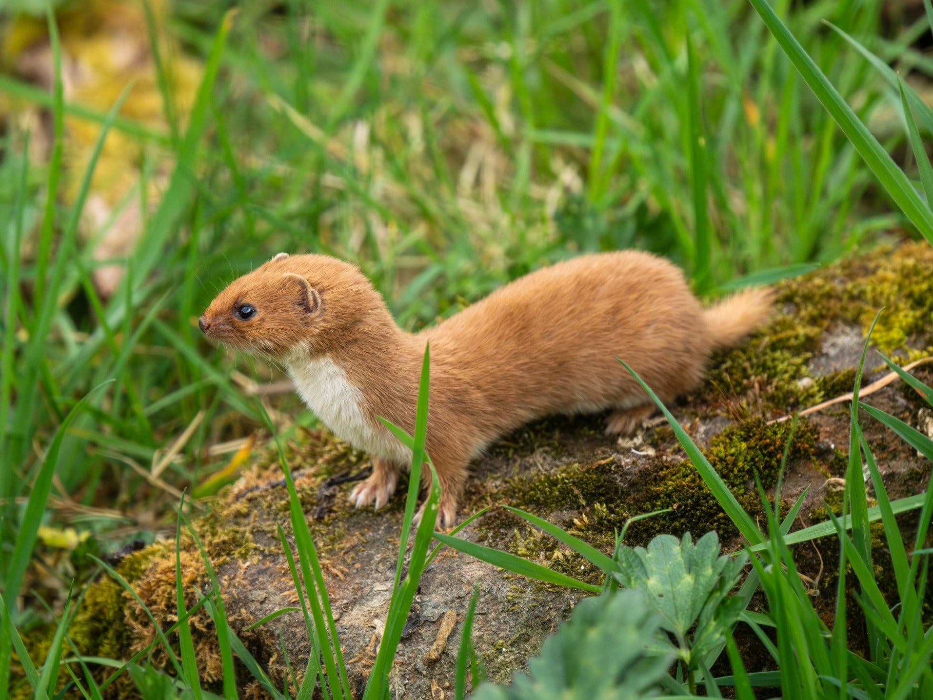 Adelantan tres millones de años el origen de la familia de las comadrejas en un estudio con participación de la Universitat de València
REMITIDA / HANDOUT por REMITIDA UV
Fotografía remitida a medios de comunicación exclusivamente para ilustrar la noticia a la que hace referencia la imagen, y citando la procedencia de la imagen en la firma
14/4/2026